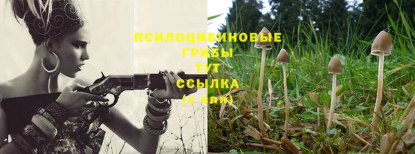 крисы Абаза